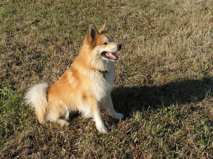 Islandsk fårehund Baldur - Se mor jeg sidder pænt billede 5