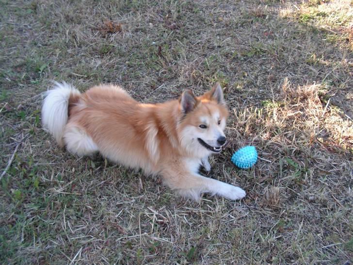 Islandsk fårehund Baldur - Skal vi lege nu billede 6