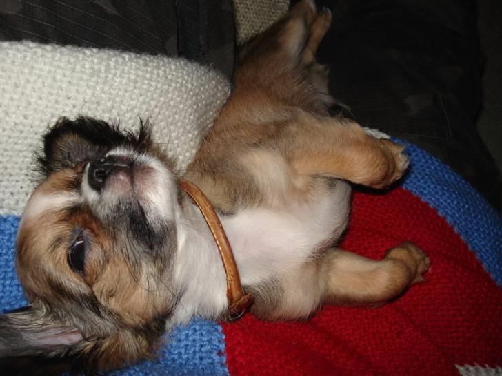 Chihuahua <3 Darwin <3 - Darwin putter... billede 14