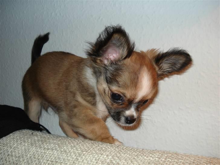 Chihuahua <3 Darwin <3 - Hehe se, jeg går ovenpå sofaryggen... billede 15