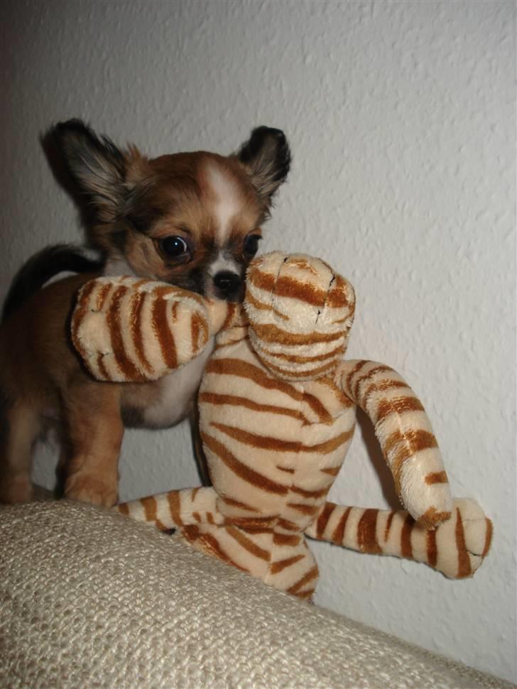 Chihuahua <3 Darwin <3 - Uhh en farlig hund, Darwin har fanget en tiger... billede 16