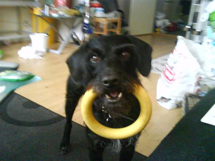 Blanding af racer Rottehund Max - det er altså min ring du får den ikk... billede 16