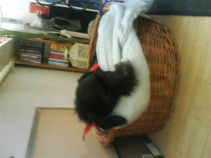 Blanding af racer Rottehund Max - kan man slet ikke få lov at sove  billede 17