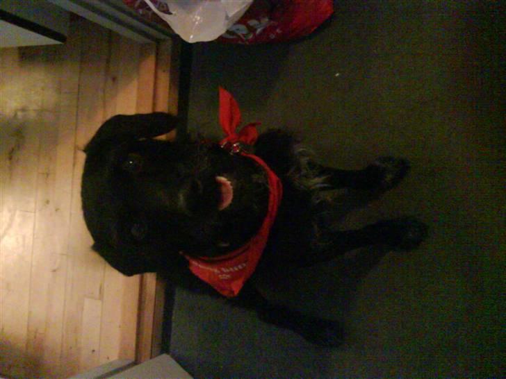 Blanding af racer Rottehund Max - skal vi gå nu jeg er klar billede 18