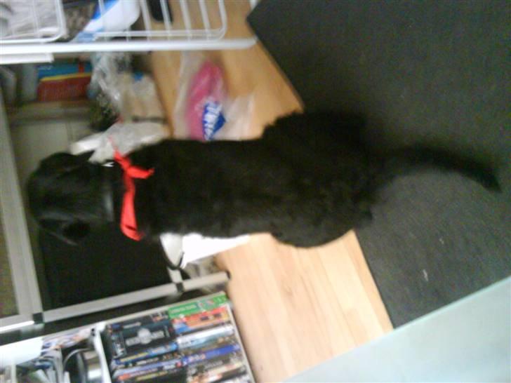 Blanding af racer Rottehund Max - gad vide hvordan jeg kan spise dem. skulle ha gjort det da mor og far skiftede vand... øv billede 19