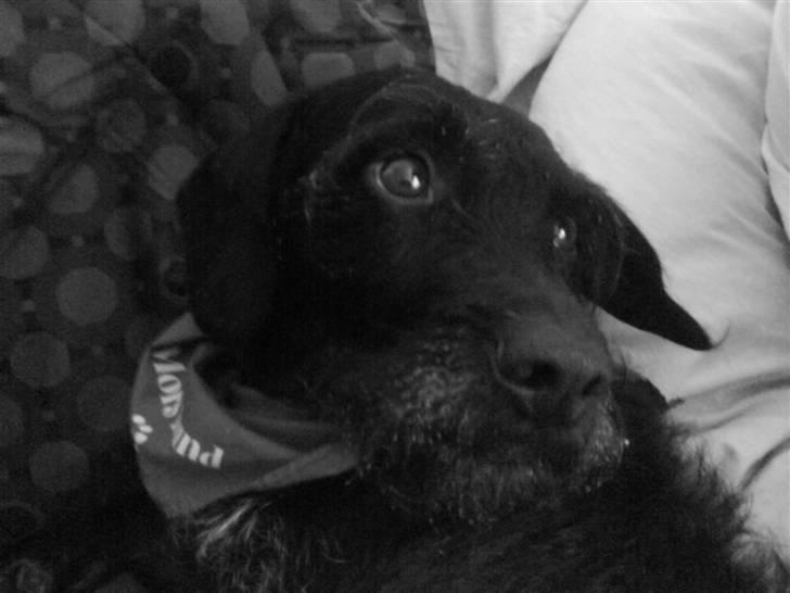 Blanding af racer Rottehund Max - JEG SOVER ALTSÅ billede 20