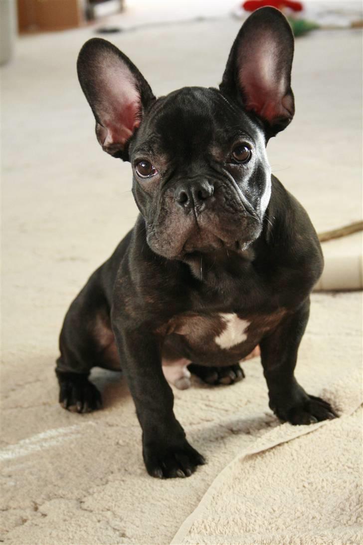 Fransk bulldog Milo billede 1