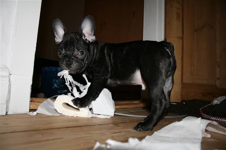 Fransk bulldog Milo billede 2