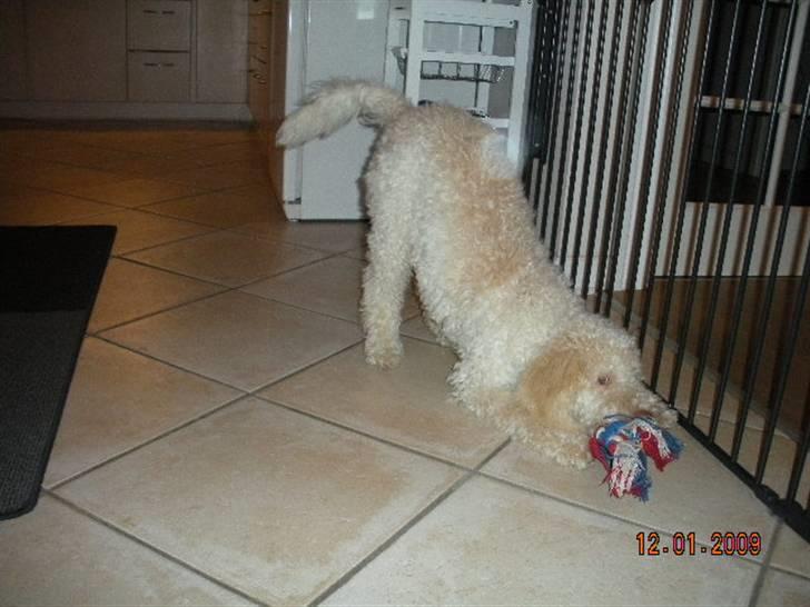 Lagotto romagnolo Ilare lapinlumon billede 14