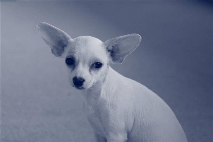 Chihuahua gucci billede 7