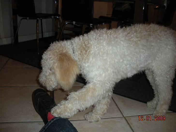 Lagotto romagnolo Ilare lapinlumon billede 15