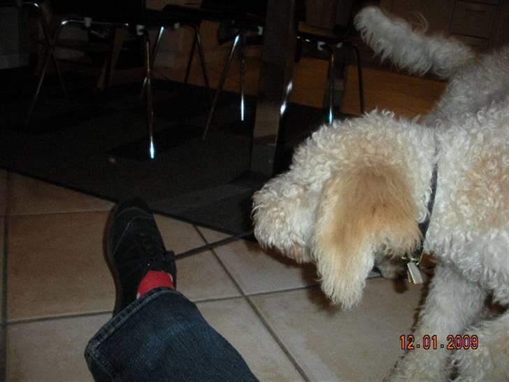 Lagotto romagnolo Ilare lapinlumon billede 16