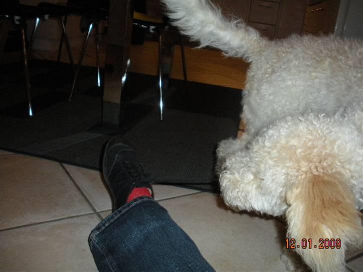 Lagotto romagnolo Ilare lapinlumon billede 17