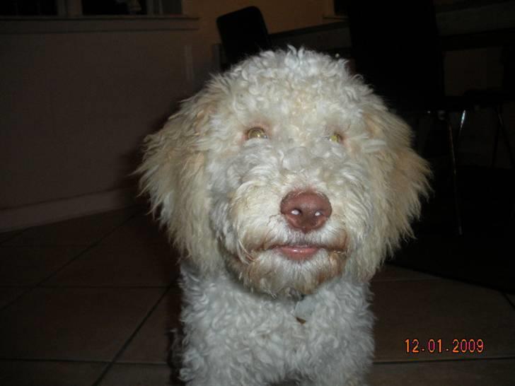Lagotto romagnolo Ilare lapinlumon billede 18