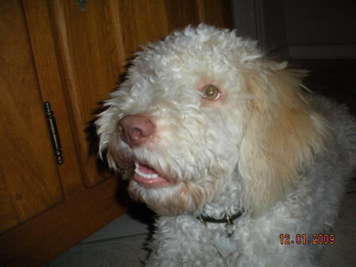 Lagotto romagnolo Ilare lapinlumon billede 19