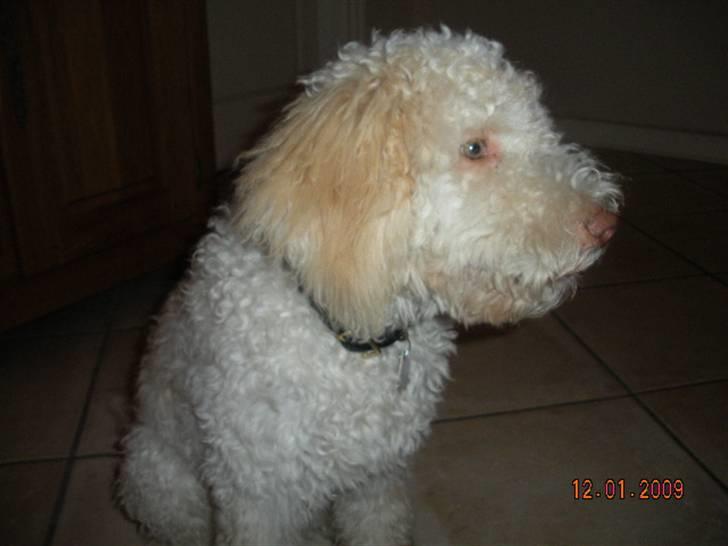 Lagotto romagnolo Ilare lapinlumon billede 20