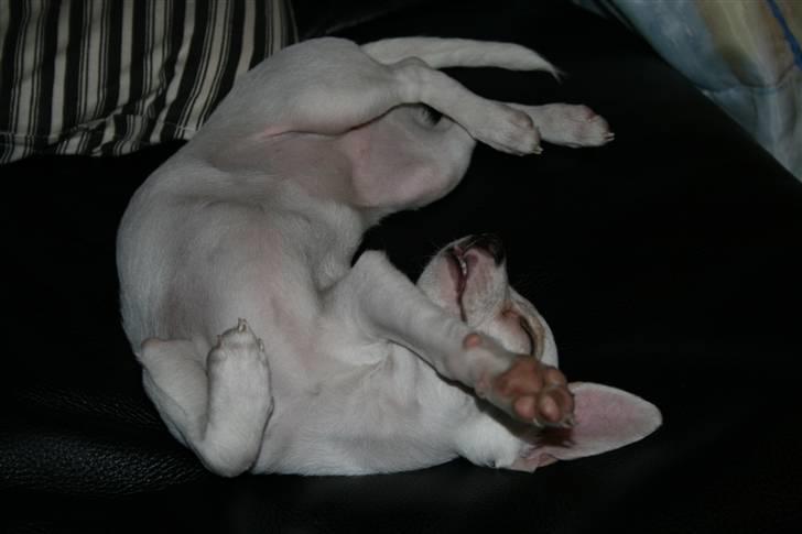 Chihuahua gucci billede 8