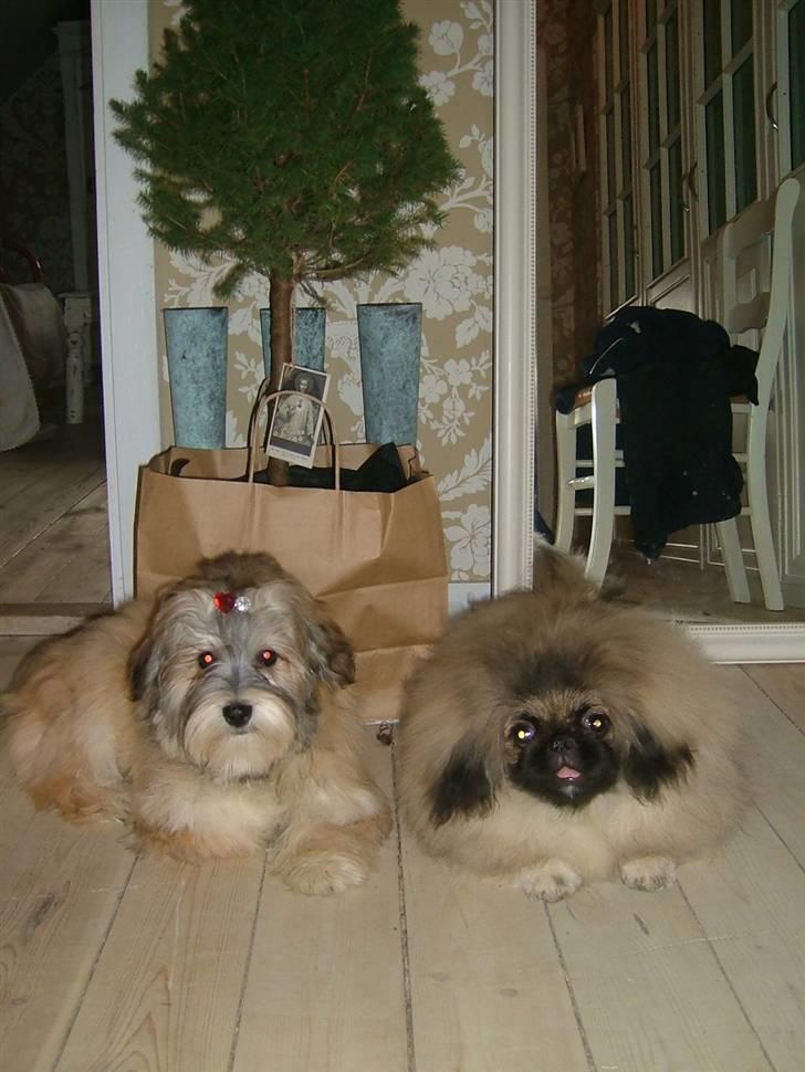 Pekingeser Buddha - Gucci & Buddhas første jul. billede 20