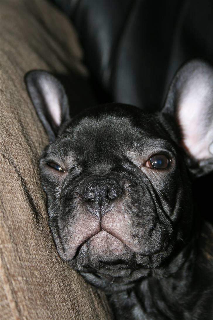 Fransk bulldog Milo billede 4