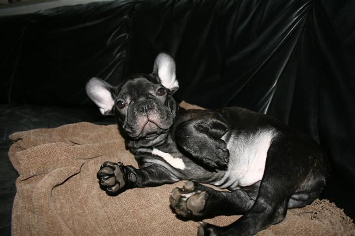 Fransk bulldog Milo billede 5