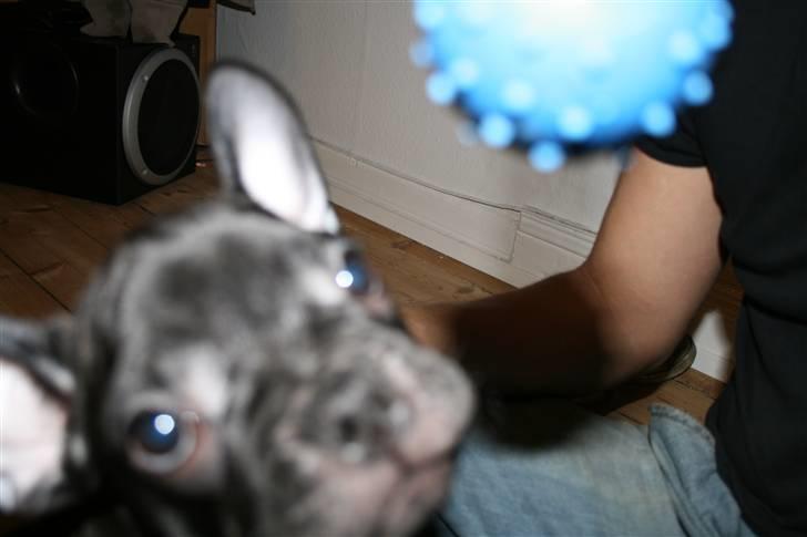 Fransk bulldog Milo billede 6