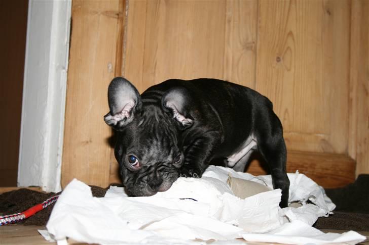 Fransk bulldog Milo billede 7