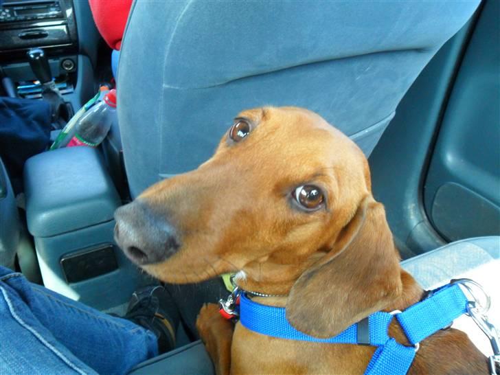 Gravhund Cæsar  - Så man med ud og køre :p billede 1