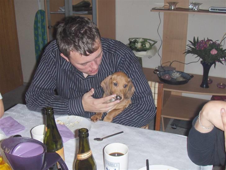 Gravhund Cæsar  - Cæsar smager li lidt flødeskum af min storebror ;)  billede 2