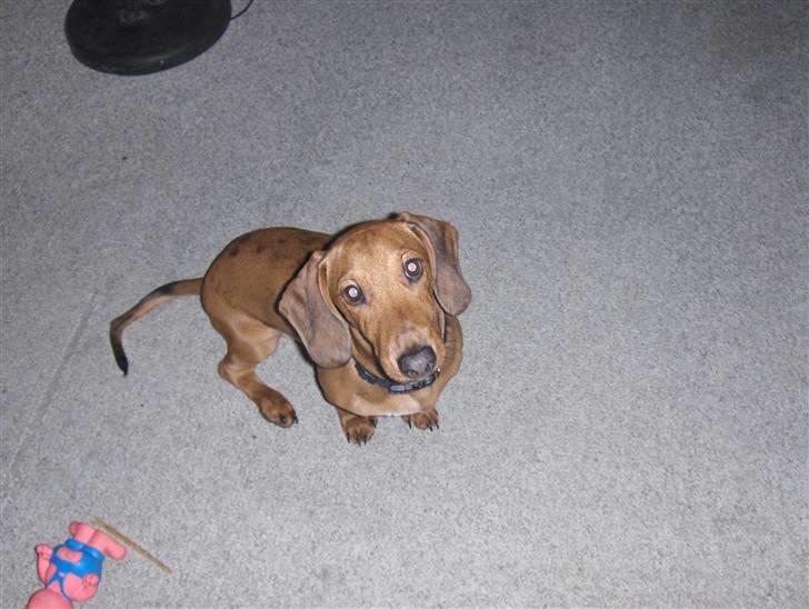 Gravhund Cæsar  - Det var ikke mig der tissede på gulvet det var katten (Cæsar når han skal se engle agtig ud) billede 3