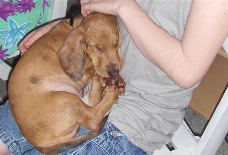 Gravhund Cæsar  - Så tager man sig lige en lille lur :p billede 4