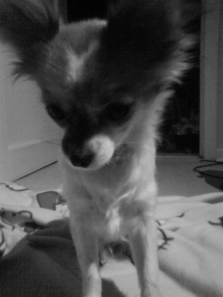 Chihuahua Siff billede 10