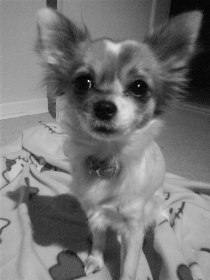 Chihuahua Siff billede 11