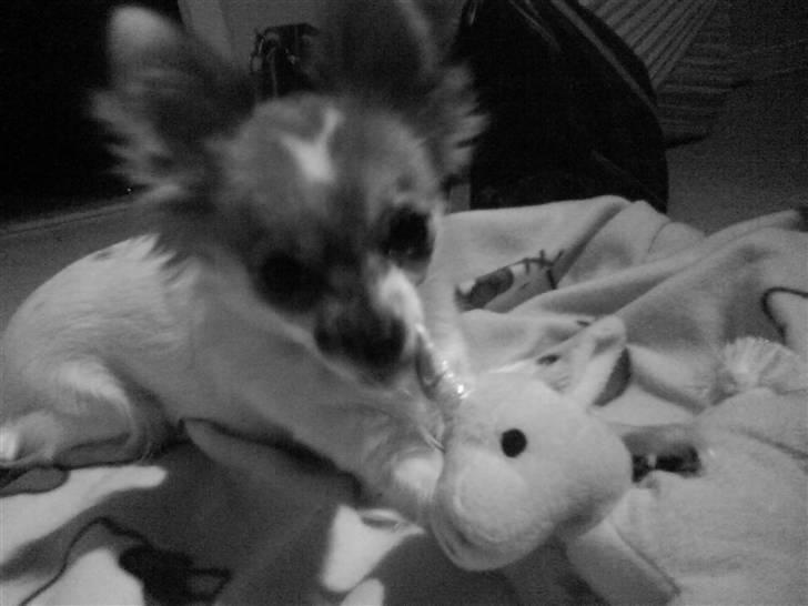 Chihuahua Siff billede 12