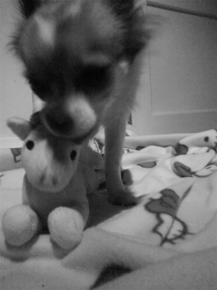 Chihuahua Siff billede 13