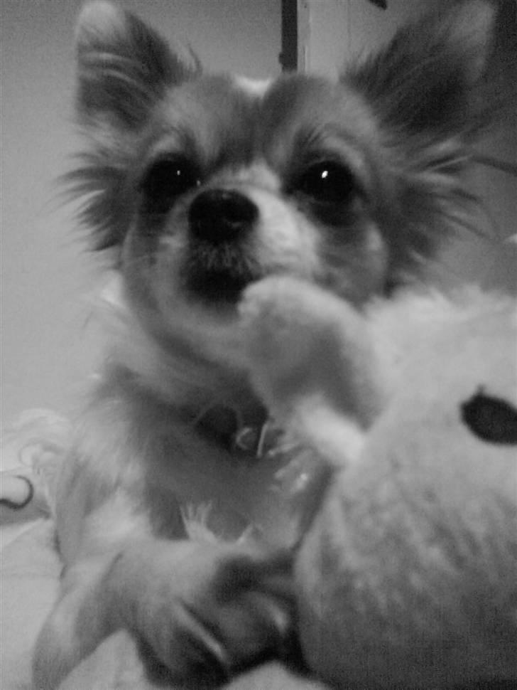 Chihuahua Siff billede 14