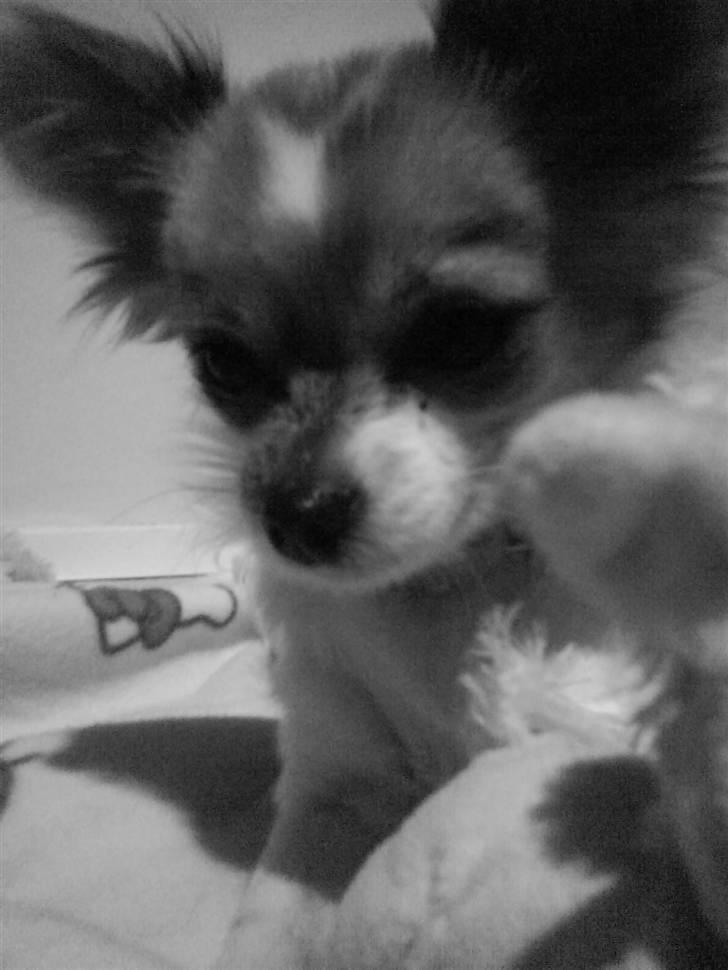 Chihuahua Siff billede 15