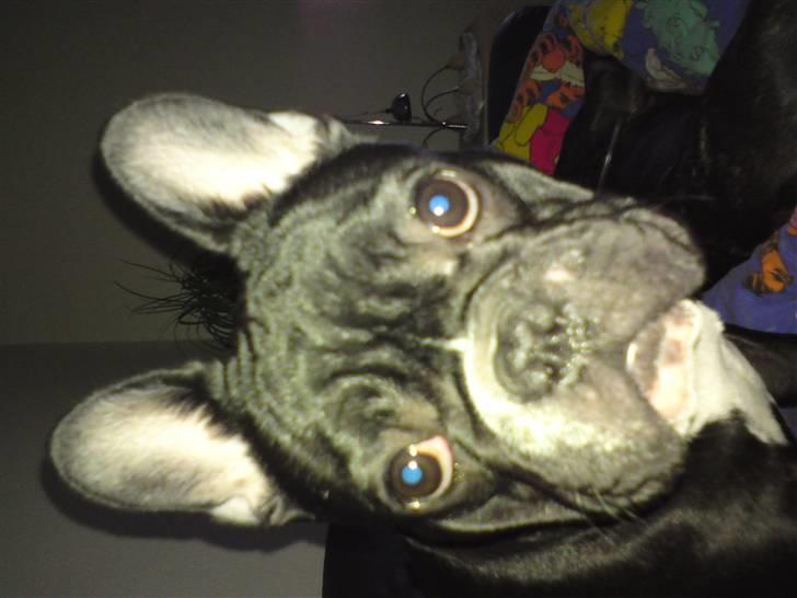 Fransk bulldog Gizmo billede 9
