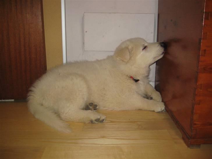 Hvid schæfer Mechlenborgs Aslan - nu er jeg 9 uger og mine 5 brødre er flyttet hjemmefra. Heldigvis ser jeg de fleste af dem hver uge.. billede 6