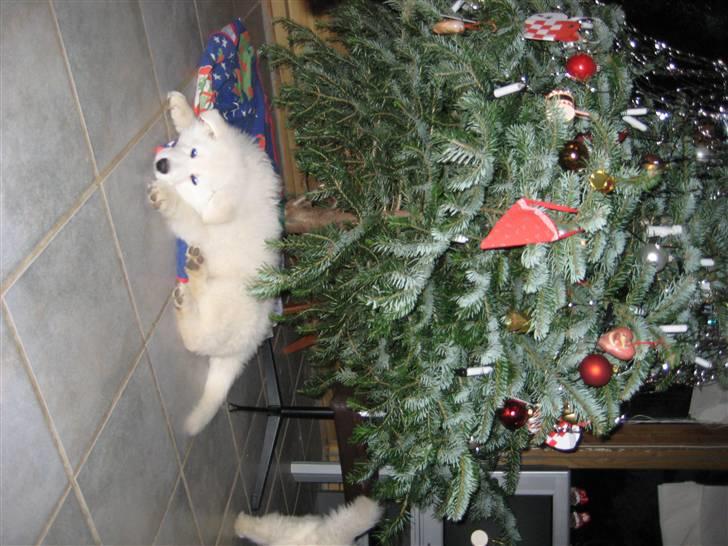 Hvid schæfer Mechlenborgs Aslan - Juleaften - nu er der kun 2 dage til de andre flytter, øv.. billede 7