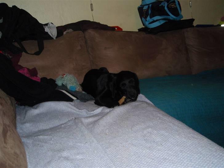 Labrador retriever Sille - Jeg gnaver kødben i sofaen billede 1
