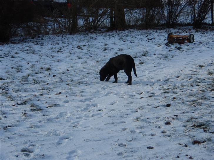 Labrador retriever Sille - Jeg snuser rundt billede 2