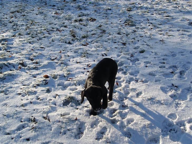 Labrador retriever Sille billede 3