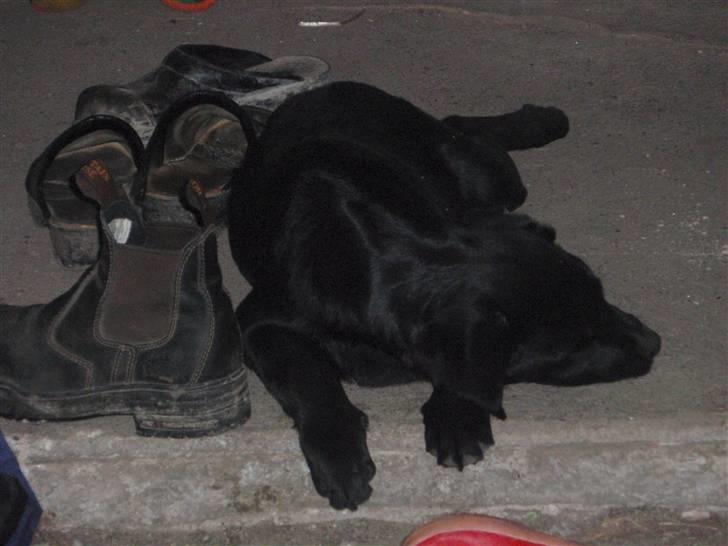 Labrador retriever Sille - Jeg er blevet træt billede 4