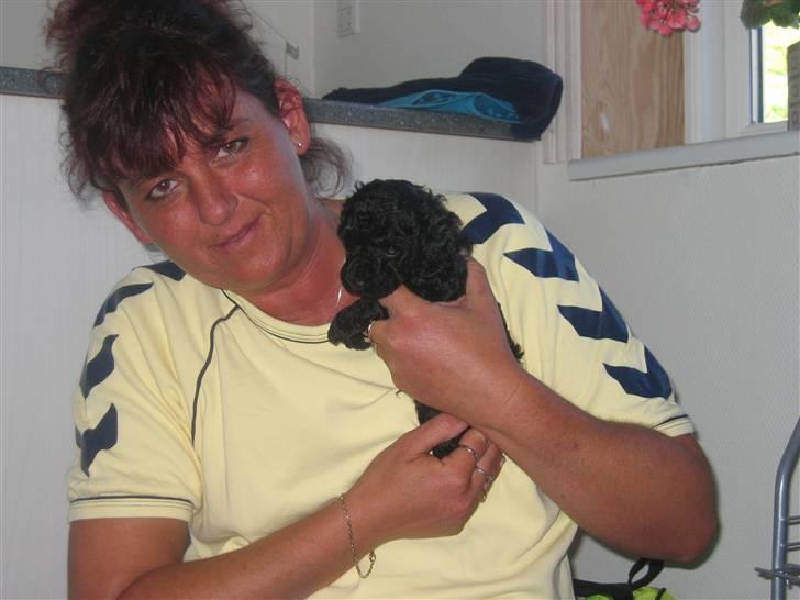 Toypuddel Gizmo - Den dag vi valgte Gizmo. Jeg havde slet ikke lyst til at slippe ham igen. 6 uger gammel billede 15