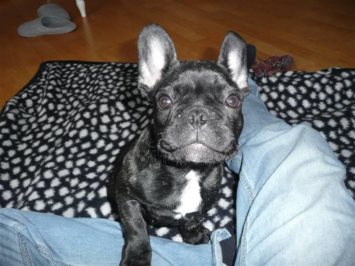 Fransk bulldog Luis - 4 måneder billede 1