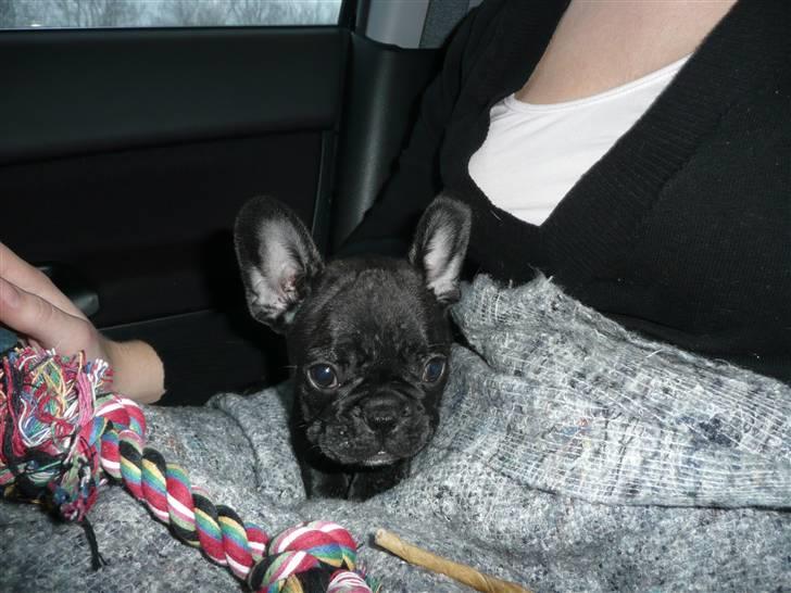 Fransk bulldog Luis - Luis på vej hjem til sit nye hjem billede 2