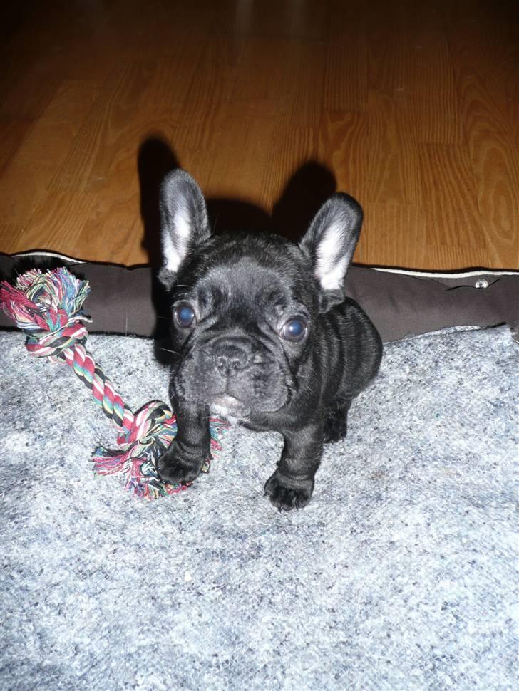 Fransk bulldog Luis billede 3