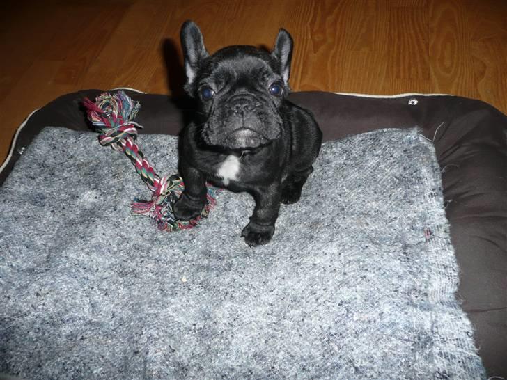 Fransk bulldog Luis billede 4