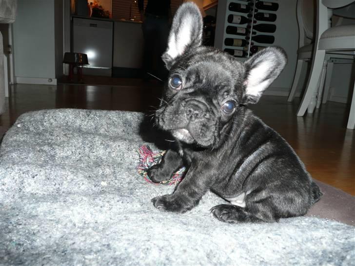 Fransk bulldog Luis - Er jeg ik bare for lækker billede 5