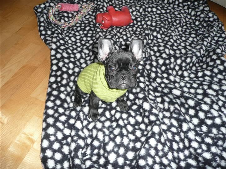 Fransk bulldog Luis - Klar til hundetræning i sin nye trøje billede 6